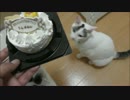 【蘭＆蓮】お誕生日おめでとうケーキをペロペロする猫姉妹