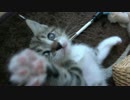 子猫のほのぼのした日常。