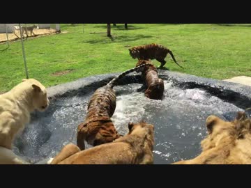 ネコ科の猛獣たちのプールあそび