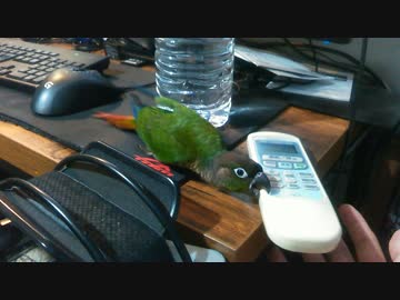 リモコン相手に容赦ないちーちゃん