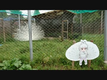 【東武動物公園】今週のグレープ君達part02【アライさんも】