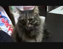 こんしゅうのおやつ【蒼民家の猫々】