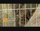 ぽんこつフレンズ 3話「たからさがし」【東山動植物園】