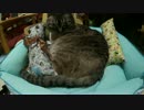 【424】ジャン❤︎ポン　暑くなってきたので夏用猫ベッドを出しました