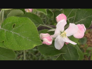 まったり作業報告