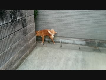 嬉ションをしてしまう柴犬（壁に）