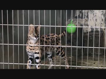 サーバルちゃん「うみゃみゃみゃみゃ！ うぎゃー」