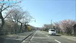 【車載動画】北海道道96号上磯峠下線 桜街道～法亀寺しだれ桜