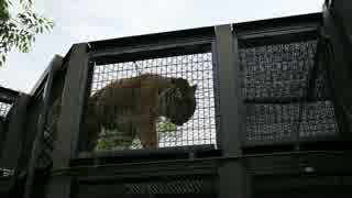 【出入り口を塞いで】京都市動物園・トラトラトラ【通せんぼ】