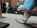 CIMG1436チューブレース大会フェレットふじこさん千葉ららぽーとニコ生