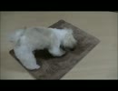 【ししまる 061】 農作業ししまる
