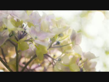 rain stops, good-bye　歌ってみた