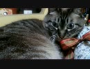 【425】ジャン❤︎ポン　２匹の猫のまったり動画