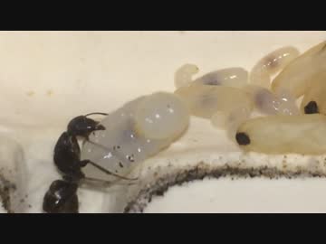 蟻戦争＃120 巨大幼虫に刻まれた黒い傷の謎編