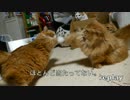 【マンチカンズ】届かない猫パンチ