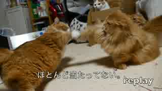 【マンチカンズ】届かない猫パンチ