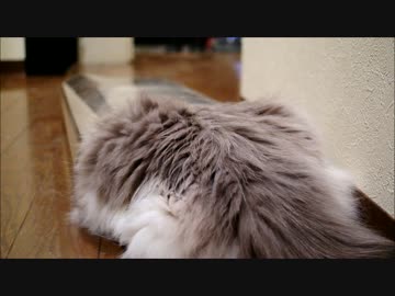 なんで姿が見えるのにゃ？