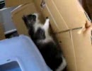 フリークライミング