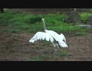 タンチョウのテンションが上がるよ