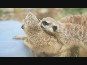 【権力】京都市動物園・ミーアキャット【争い？】