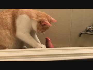 お風呂で飼い主の足をガブガブ食べる肉食猫