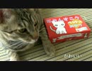 【沖縄】猫用のちんすこうがあるらしいので買ってみた！