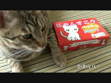 【沖縄】猫用のちんすこうがあるらしいので買ってみた！