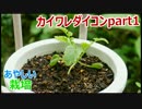 カイワレ大根を育てて大根に part1【あやしい栽培 第4回】