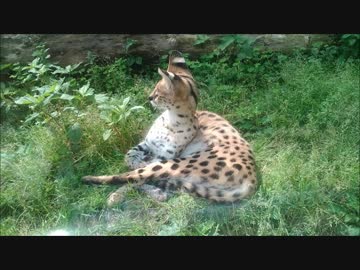 走り回るサーバルちゃん