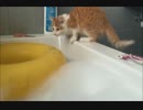 猫がうっかりお風呂の中にダイブした結果、、、大パニックに！w