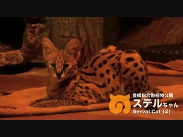 もっと！のんほいパークのサーバルちゃんを5分くらい眺めるだけの動画