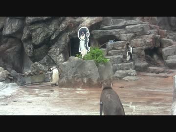 【けものフレンズコラボ記念】グレープ君がみてる３