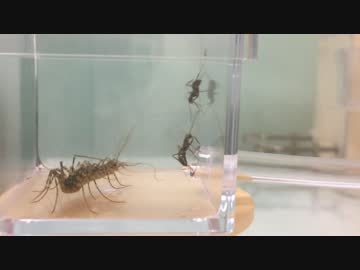蟻戦争＃121 トゲオオハリアリVSゲジゲジ～狩りの残虐な顔～編