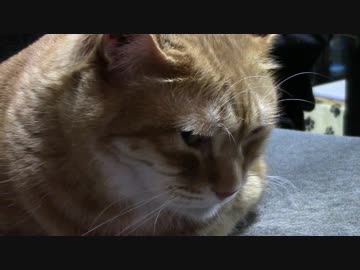 拾いねこ＠生後1776/1743日目　いつもの可愛いアコツキ。