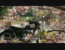 W650と行く、良かとこ、良かバイクの旅（お花見ツーリング編）