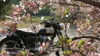 W650と行く、良かとこ、良かバイクの旅（お花見ツーリング編）