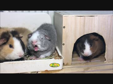 【モルモットのいる日常：Part18】親子でおねんね【雲海】