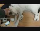 三角関係！? モフる人・モフられる猫・ちょっかいだす猫
