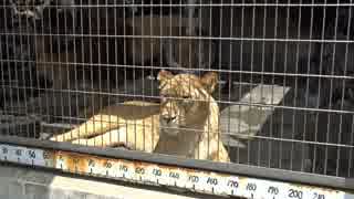 山梨の動物園に行って来た　その2