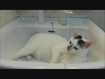 反抗期のように荒ぶりつつも結局気持ちよくさせられてしまうJK猫