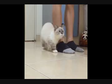 飼い主といっしょに寄り添って歩く猫（マンチカン）が可愛すぎる！w