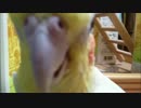 インコ語で内緒話してくるんだが誰か翻訳頼む