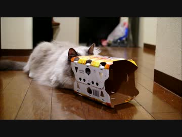 箱とビニールと猫の関係