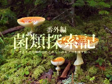 【キノコ狩り_20170514】 菌類探索記 「オオセミタケが胞子を飛ばすだけ」