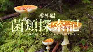 【キノコ狩り_20170514】 菌類探索記 「オオセミタケが胞子を飛ばすだけ」