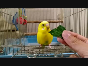 【インコ動画】バジルがお好みなインコ