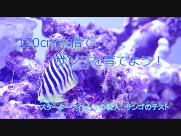 120cm水槽でサンゴを育てよう！ part2 魚、サンゴ投入