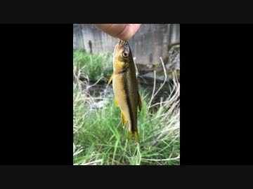 釣りどれんの電車釣行記　15　~里川の小魚釣り～