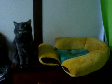 猫さん：日常１０
