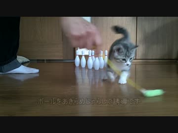 猫ボウリング！シロとトラでストライクを出すのは難しい